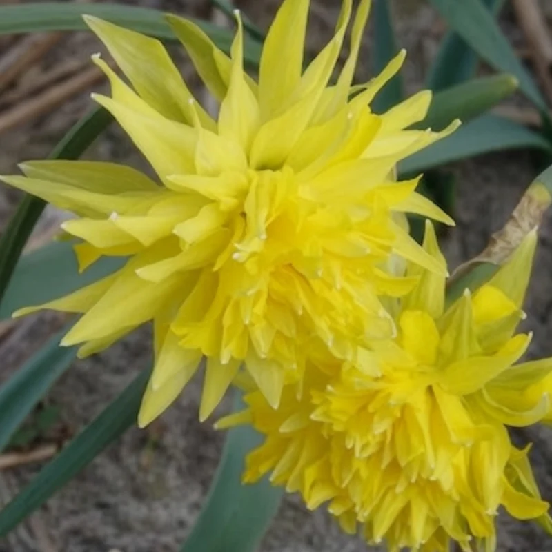 Narzissen 'Rip van Winkle' (x5)