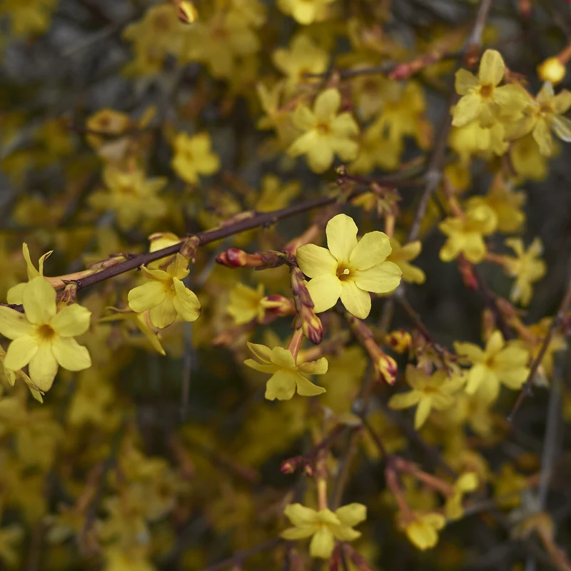 Winterjasmin