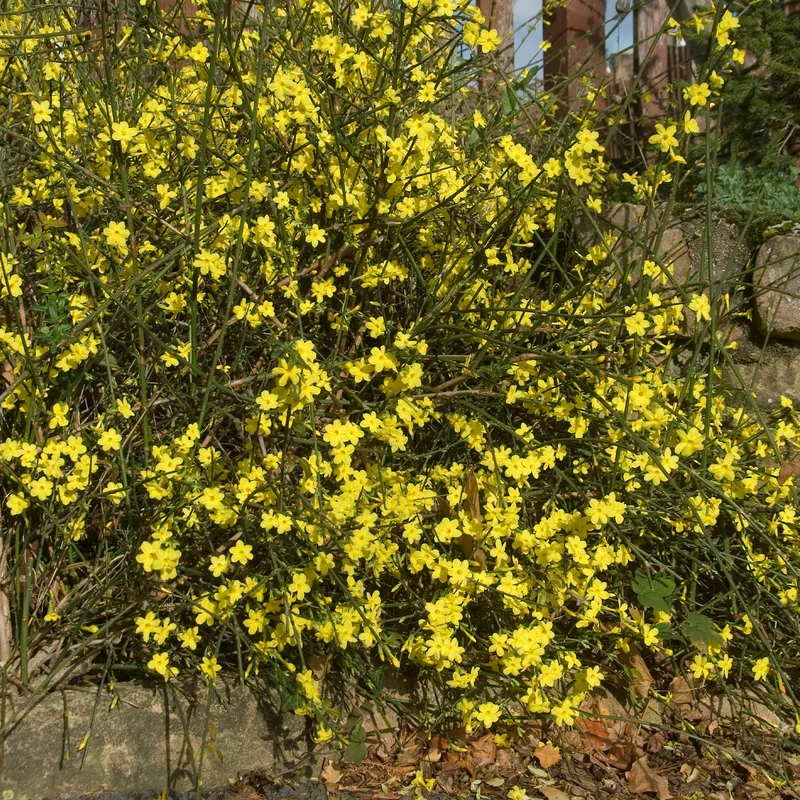 Winterjasmin