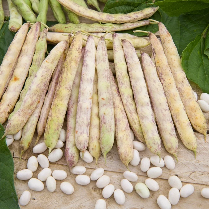 Buschbohne Auslesebohne ‘Cocagne’