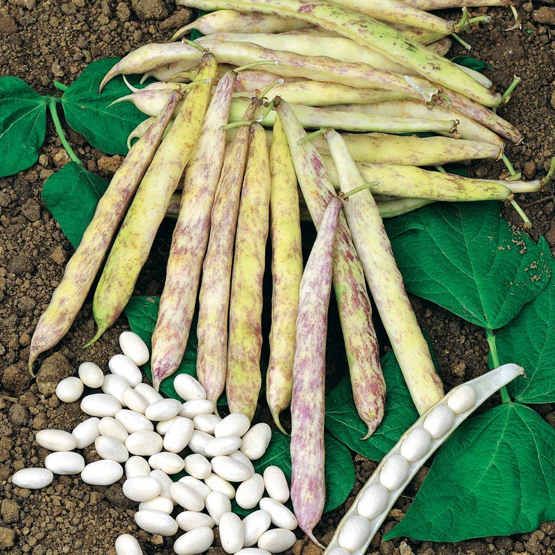 Buschbohne Auslesebohne ‘Cocagne’