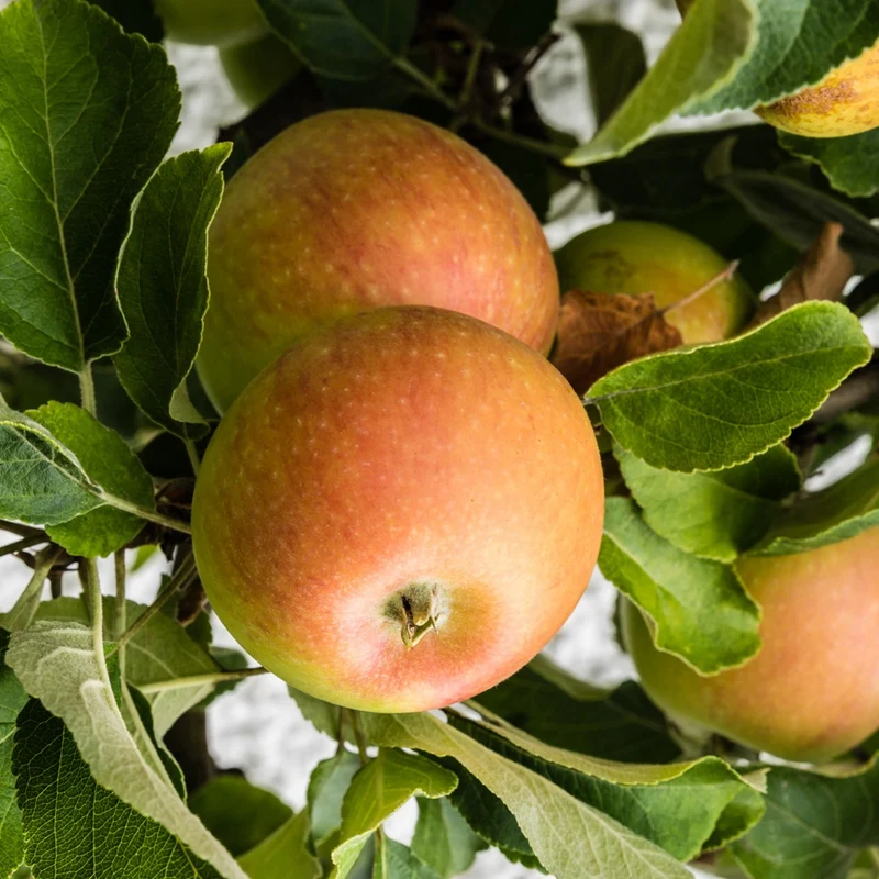 Apfel ‘Cox’s Orange Pippin’