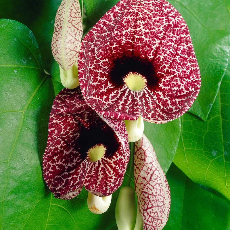 Pfeifenblume