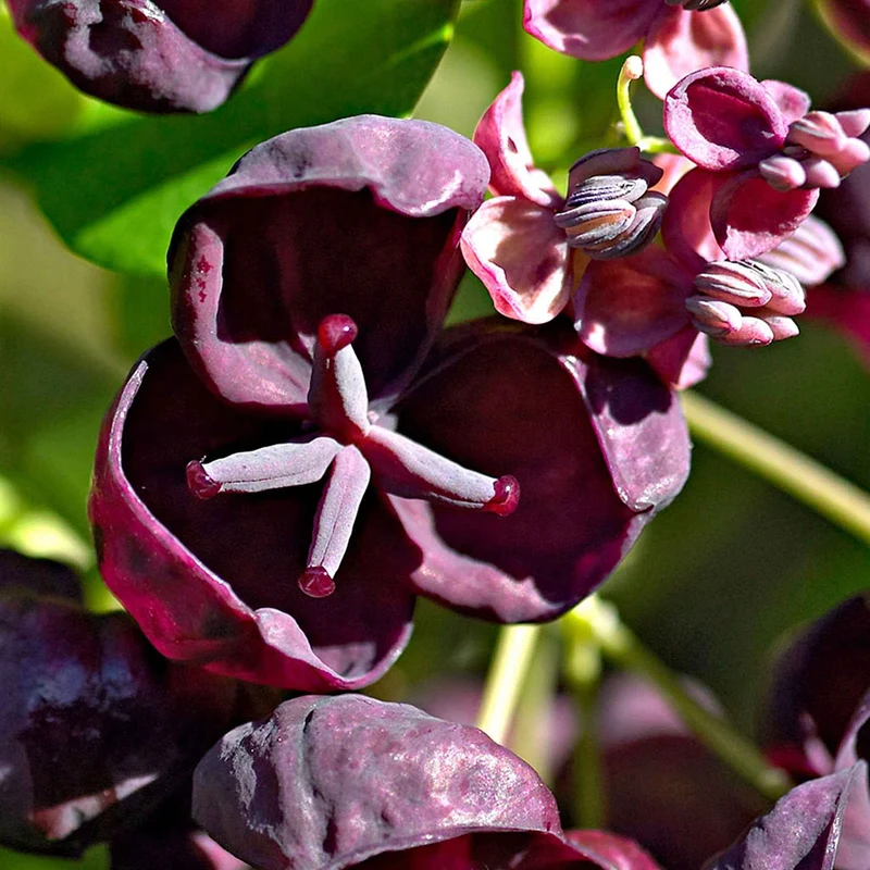 Fingerblättrige Akebie 'Quinata'