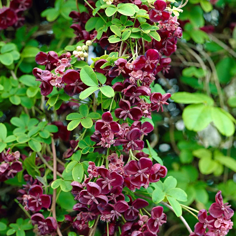 Fingerblättrige Akebie 'Quinata'