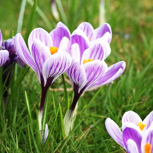 Krokus 'Pickwick' (x15)