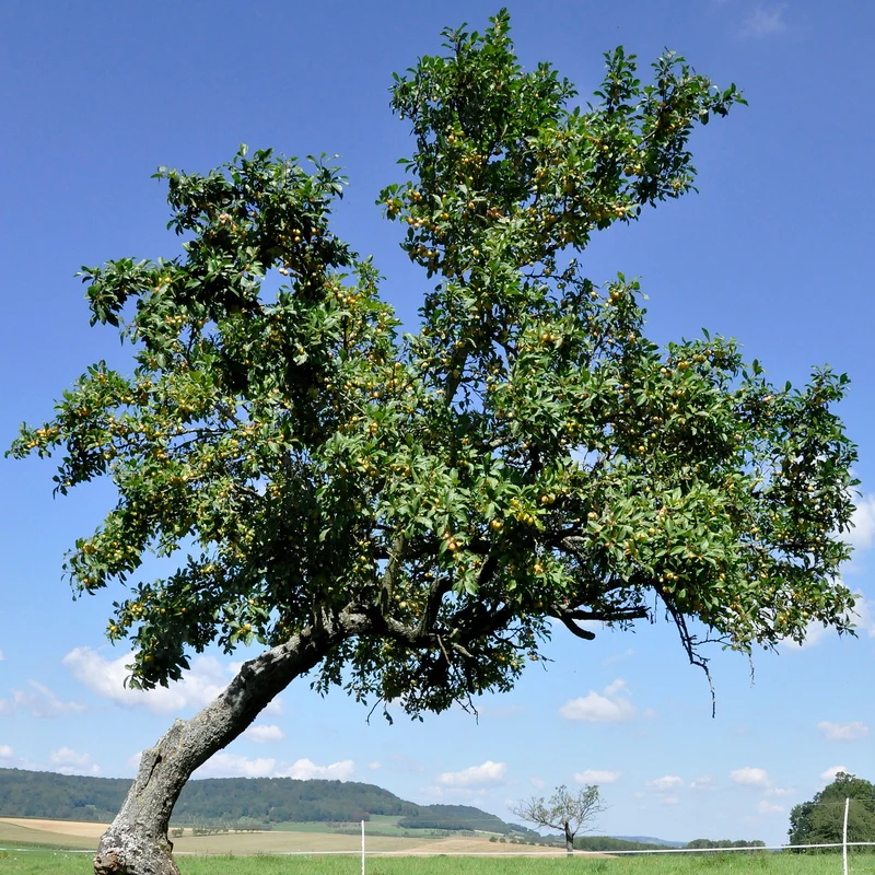 Pflaume ‘Reine-Claude d’Oullins’