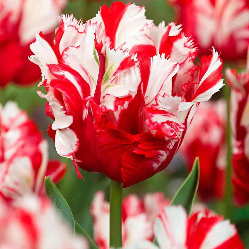 Papagei-Tulpen 'Estella Rijnveld' (x10)
