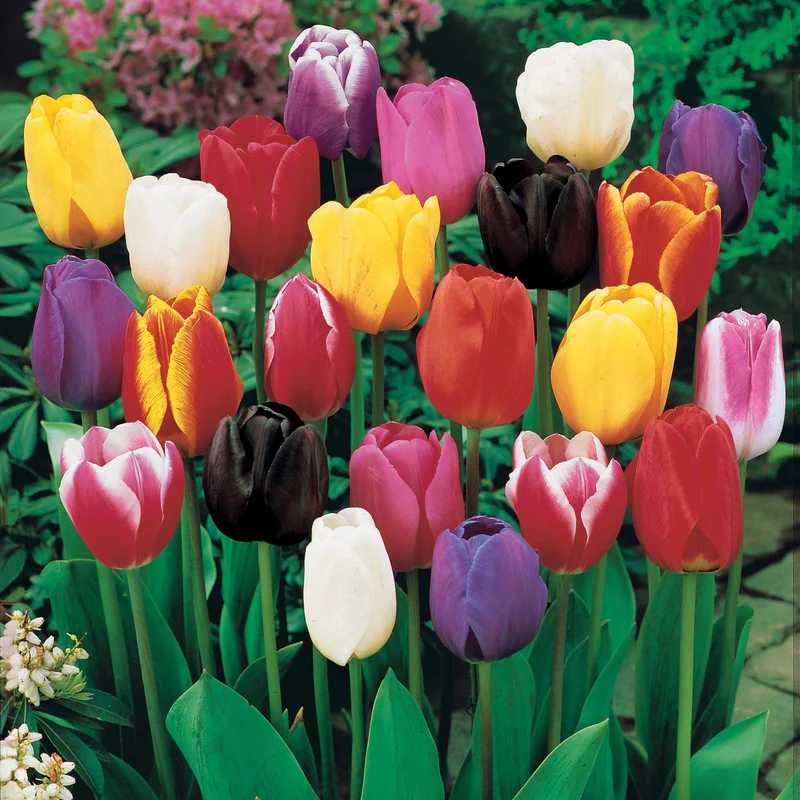 Langstielige Tulpen Mischung (x75)