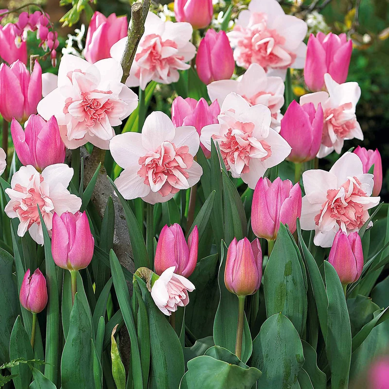 5 Narzissen Replète + 10 Tulpen Candy Prince