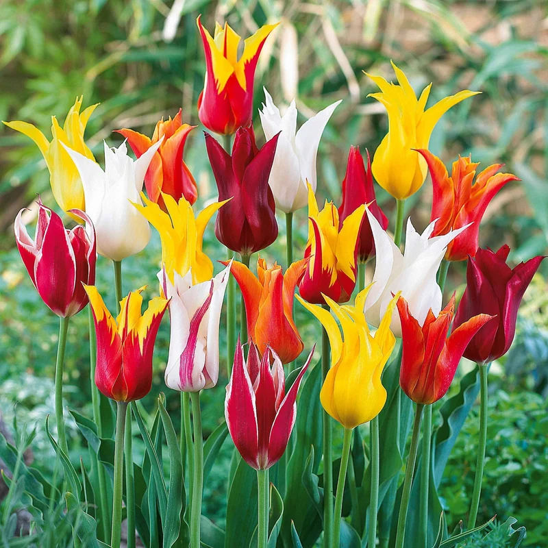 Lilienblütige Tulpen Mischung (x25)