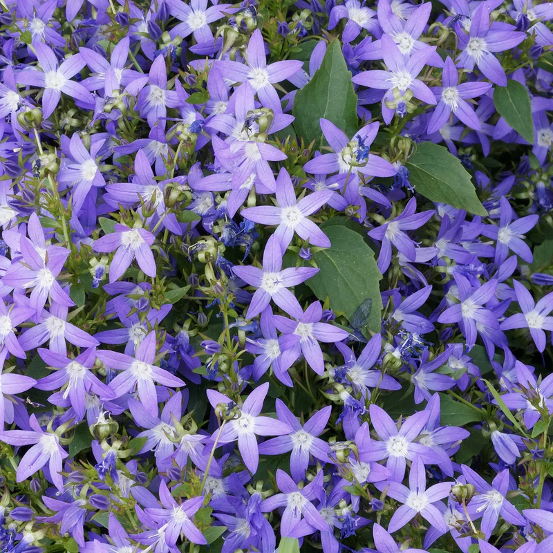 Hängepolster-Glockenblume