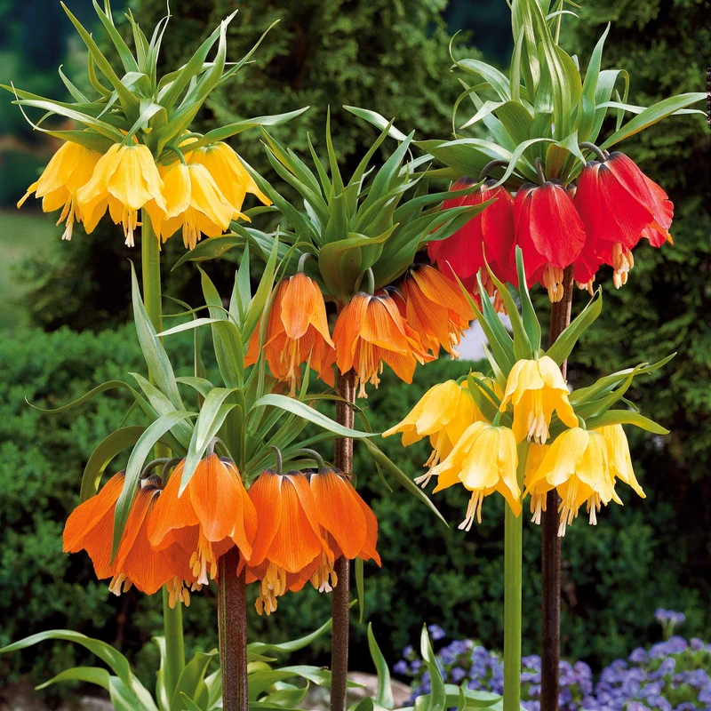Kaiserkrone Kollektion Gelb/Rot/Orange (x3)