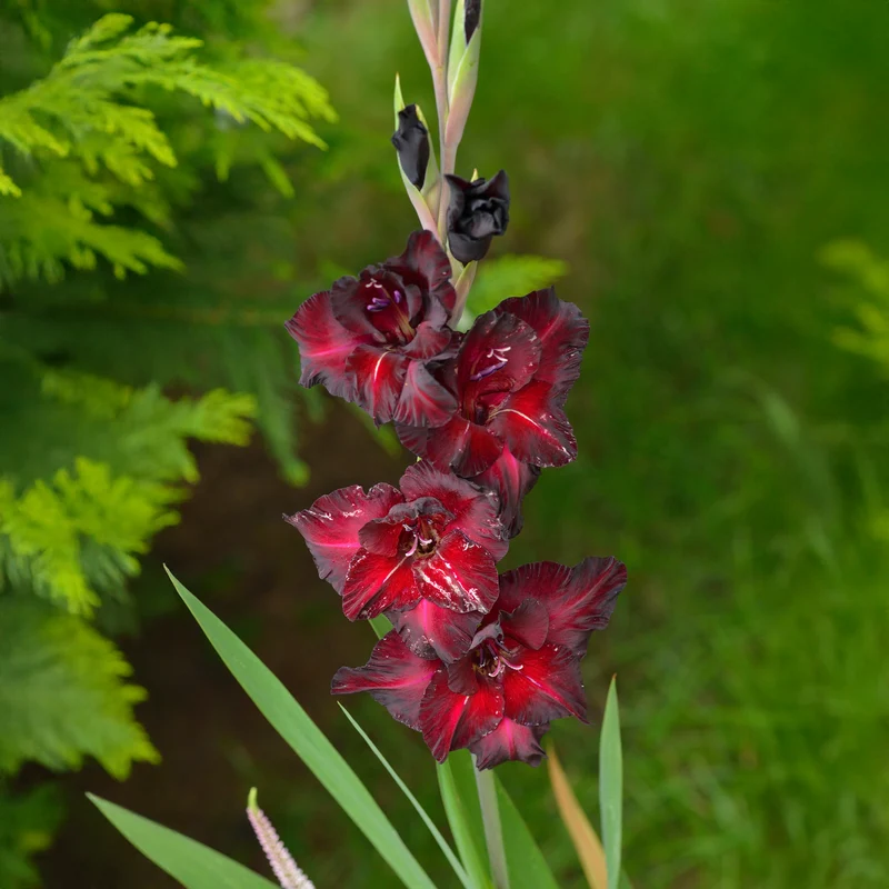 Gladiolen Black Surprise (x10)