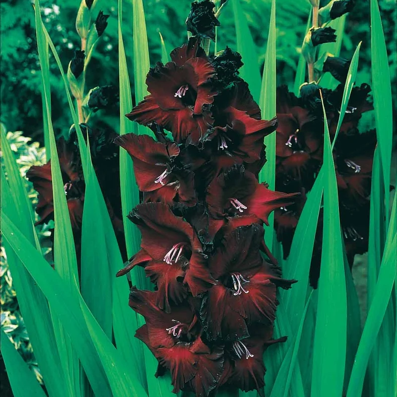 Gladiolen Black Surprise (x10)