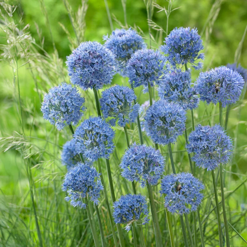 Enzianlauch (x20)