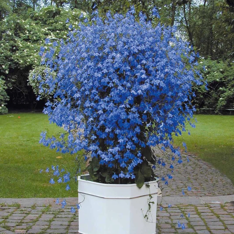 Lobelien Azuro (x3)