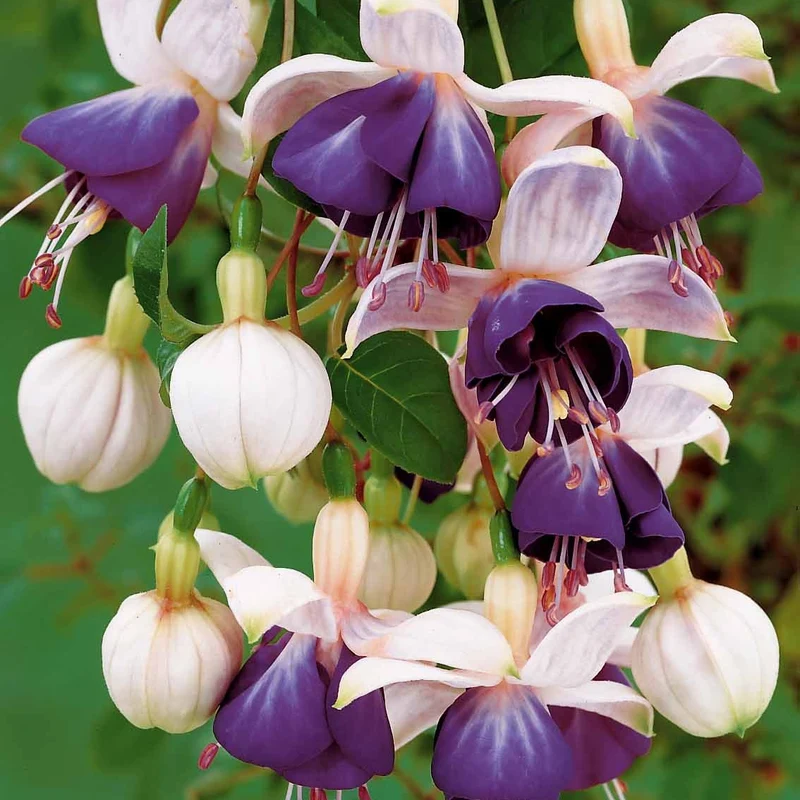 Hängende Fuchsien Blue Angel (x3)