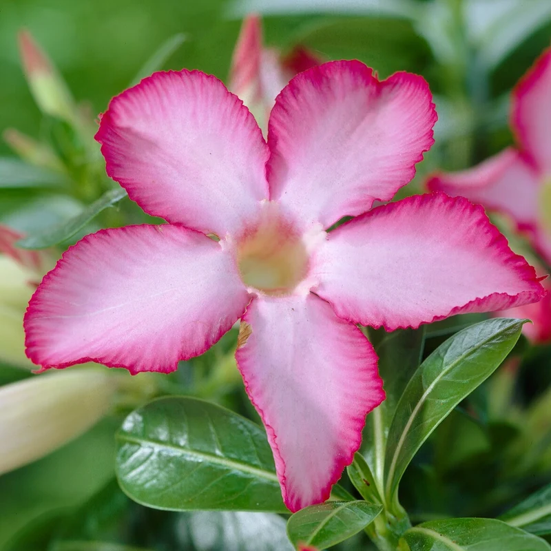 Wüstenrose