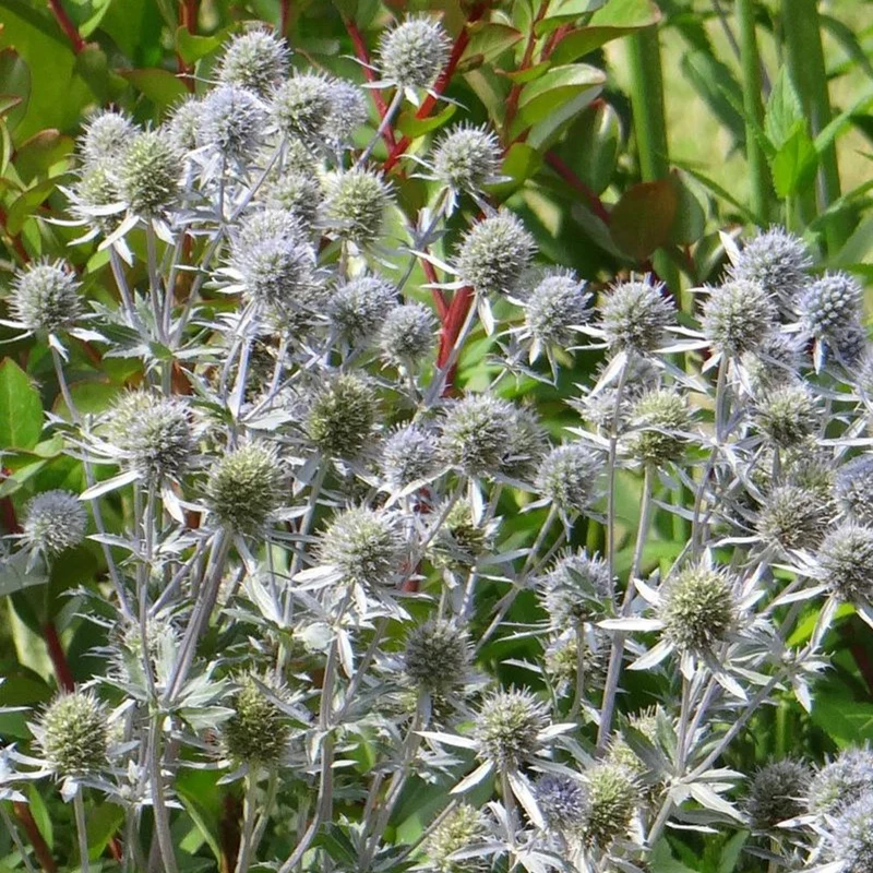 Flachblatt-Mannstreu