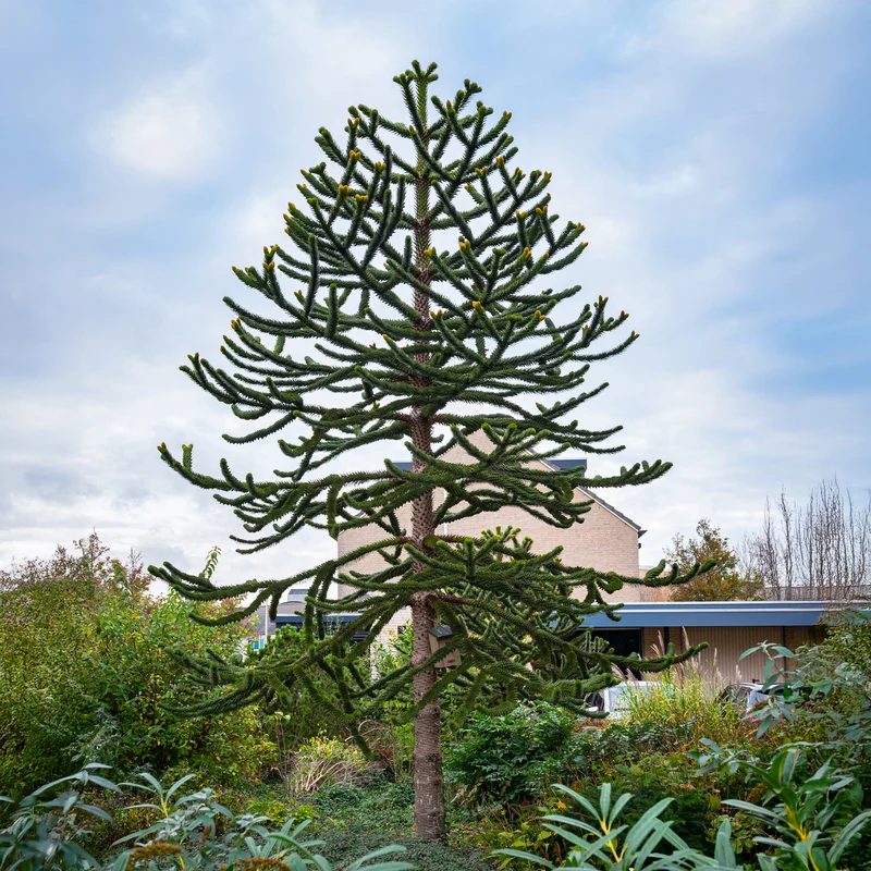 Affenbaum