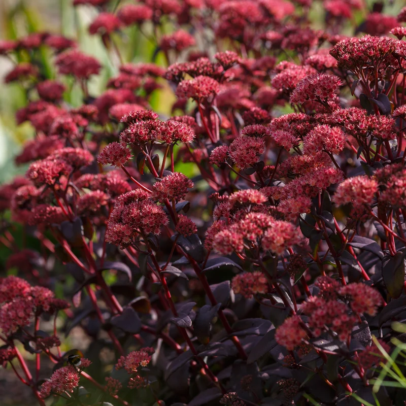 Sedum Blue Pearl