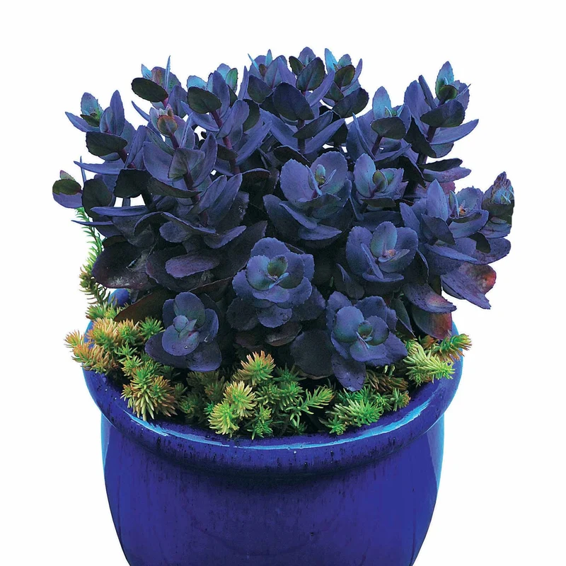 Sedum Blue Pearl