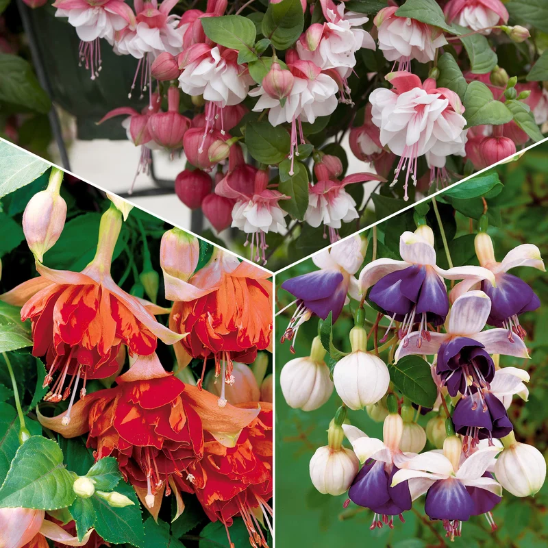 Hängende Fuchsien Mischung (Bicentennial, Blue Angel, Swingtime) (x6)