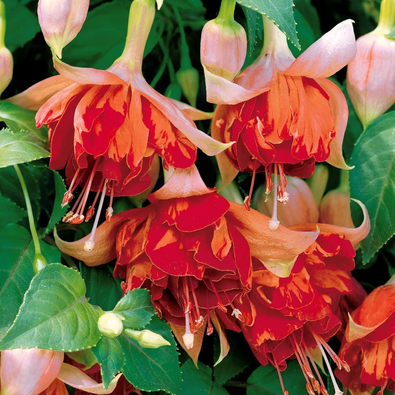 Hängende Fuchsien Mischung (Bicentennial, Blue Angel, Swingtime) (x6)