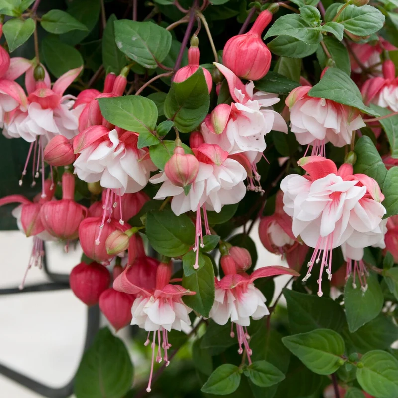 Hängende Fuchsien Mischung (Bicentennial, Blue Angel, Swingtime) (x6)