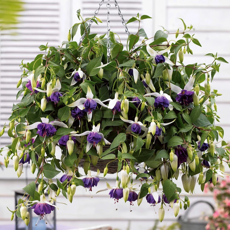 Hängende Fuchsien Mischung (Bicentennial, Blue Angel, Swingtime) (x6)