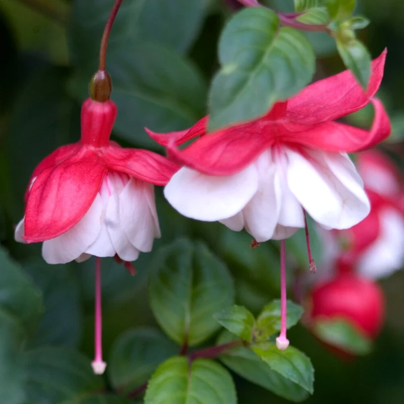 Fuchsie Swingtime