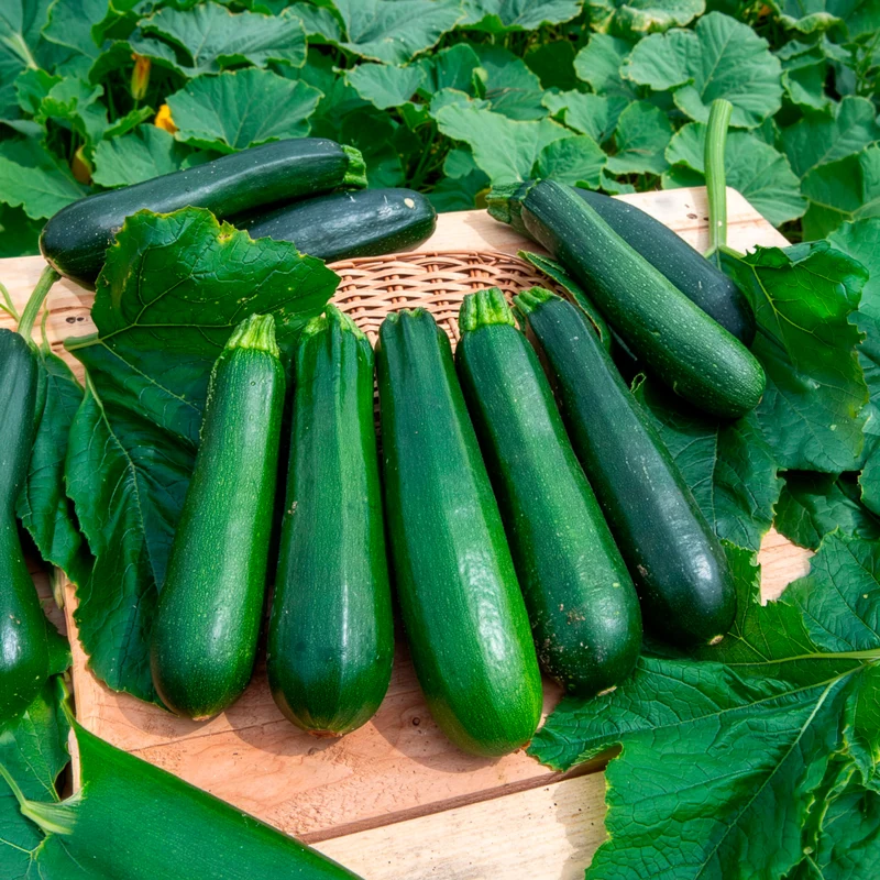 Zucchini ‘Verte non coureuse’ Bio