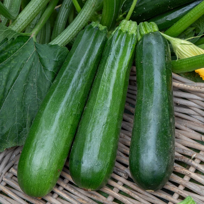 Zucchini ‘Verte non coureuse’ Bio
