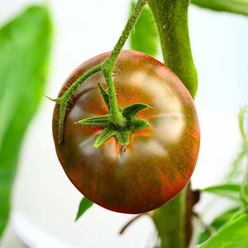Schwarze Fleischtomate 'Noire Russe'