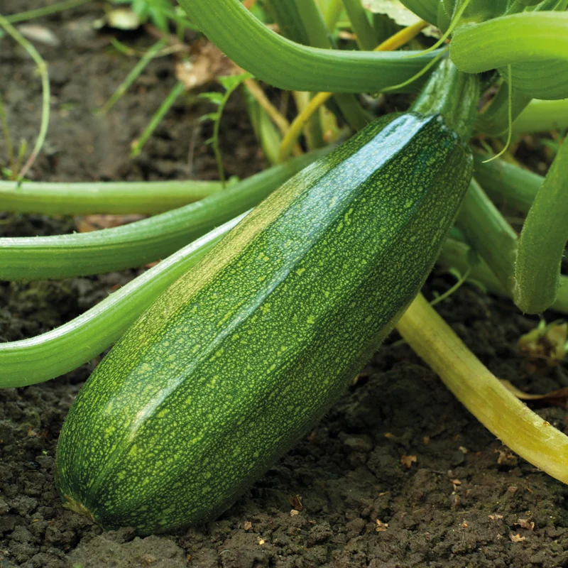 Zucchini ‘Verte non coureuse’