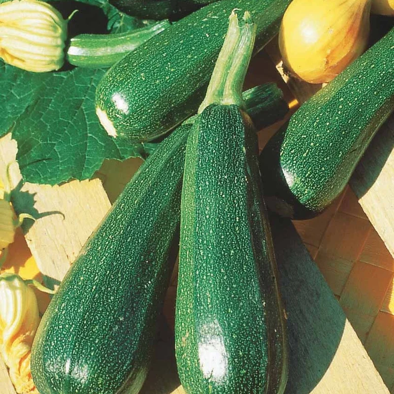 Zucchini ‘Verte non coureuse’