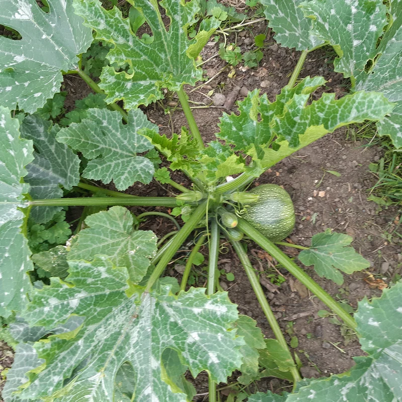 Runde Zucchini ‘De Nice’