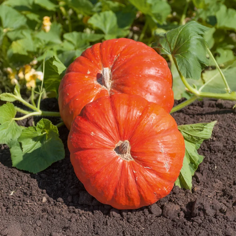 Kürbis 'Rote Zentner'