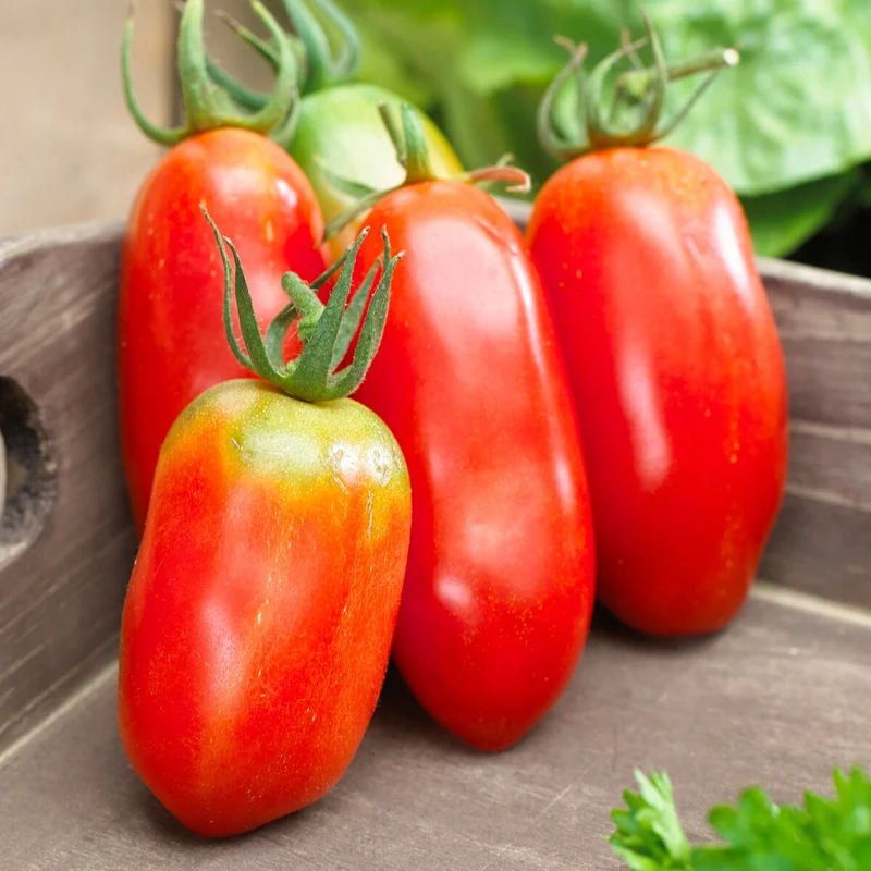 Tomaten-Kollektion 'Savoureuse'