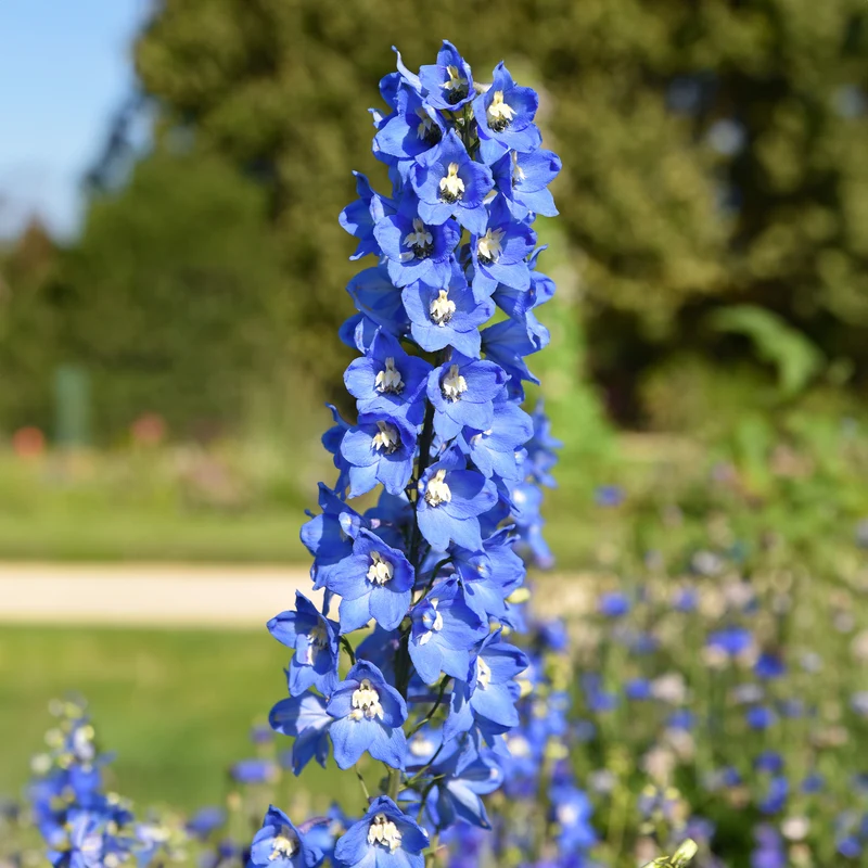 Rittersporn ‘Ciel Bleu’ (x5)