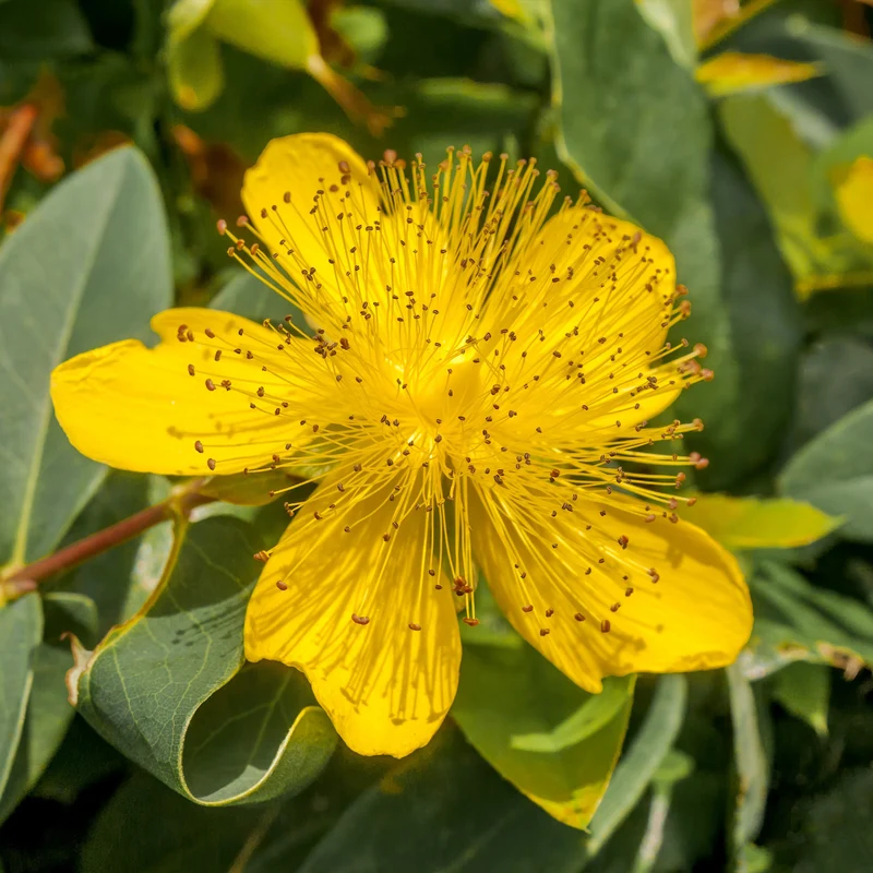 Johanniskraut (x5)
