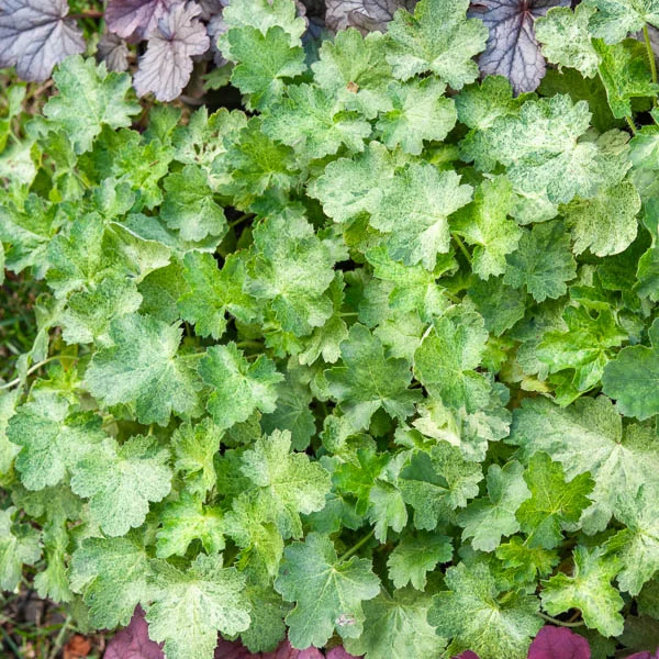 Purpurglöckchen-Hybriden Hercules ® (x3)