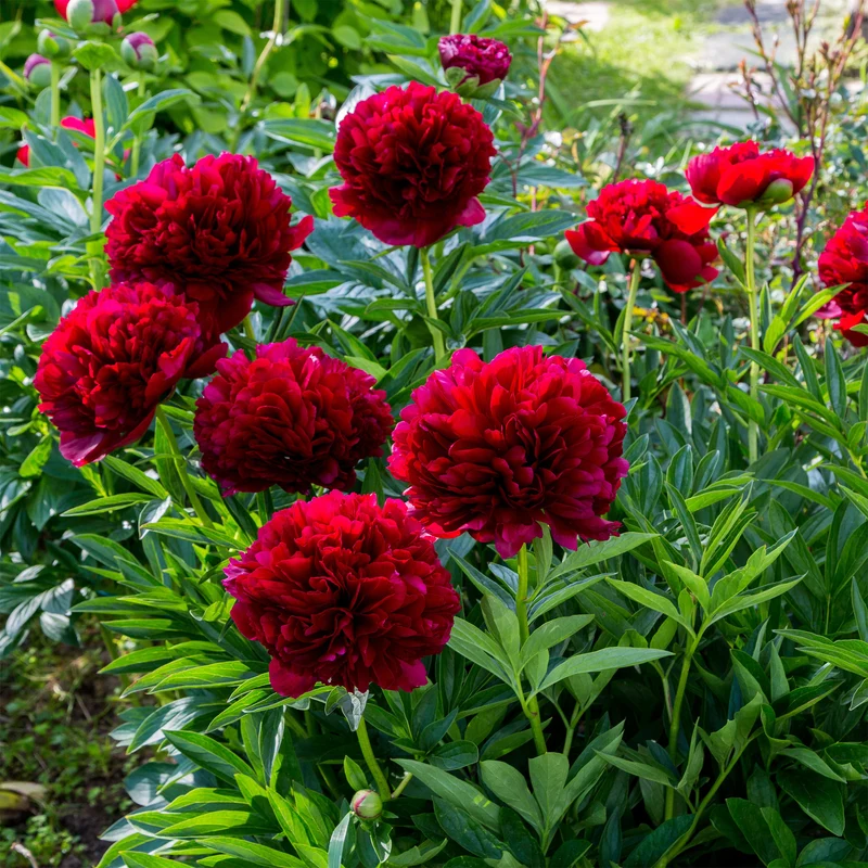 Pfingstrose Red Charm