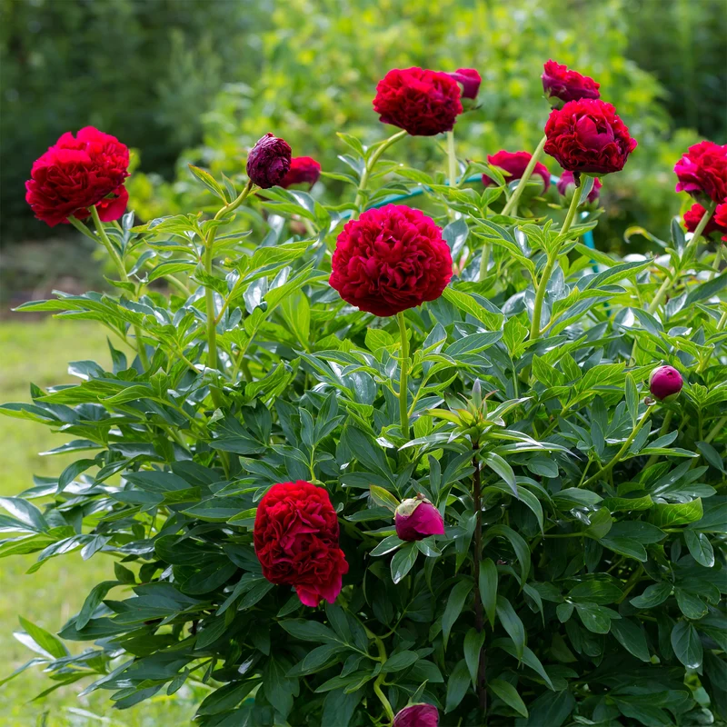 Pfingstrose Red Charm