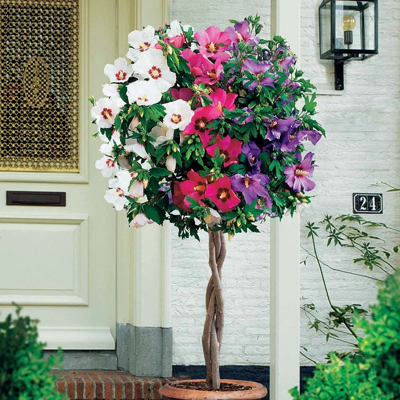 Garteneibisch 'Tricolor'