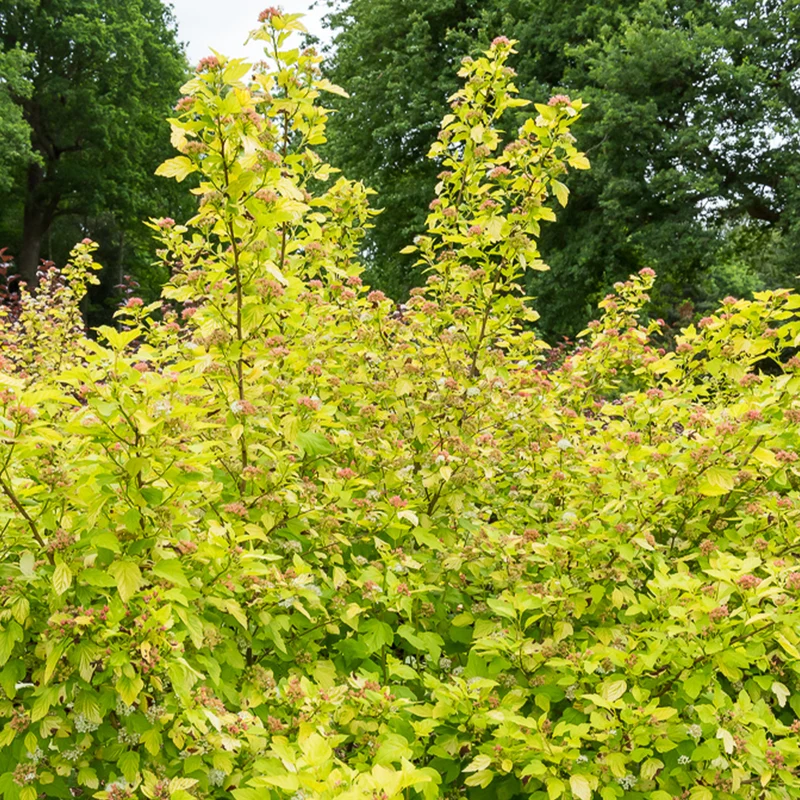 Blasenspiere ‘Dart’s Gold’