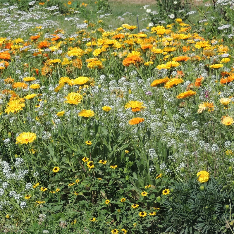 Blumenmischung gegen Blattläuse