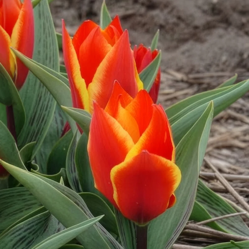 Tulpen Winnipeg (x10)