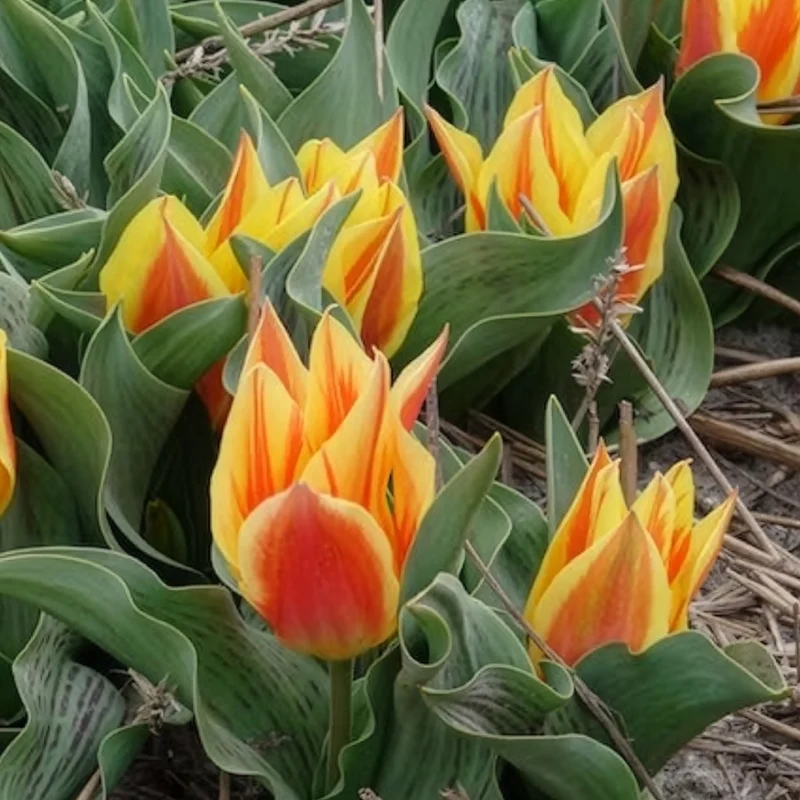 Tulpen Winnipeg (x10)